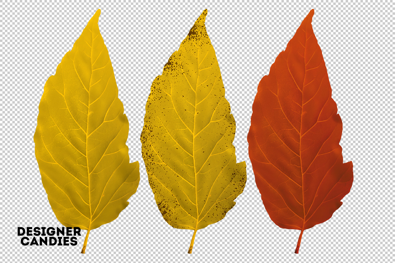 Autumn/Fall Leaf Preview
