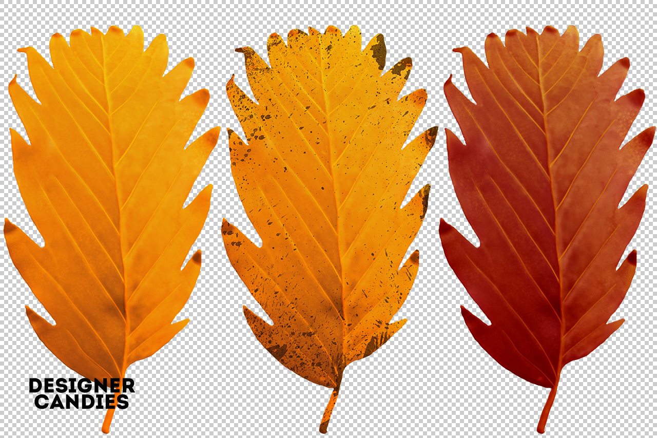 Autumn/Fall Leaf Preview