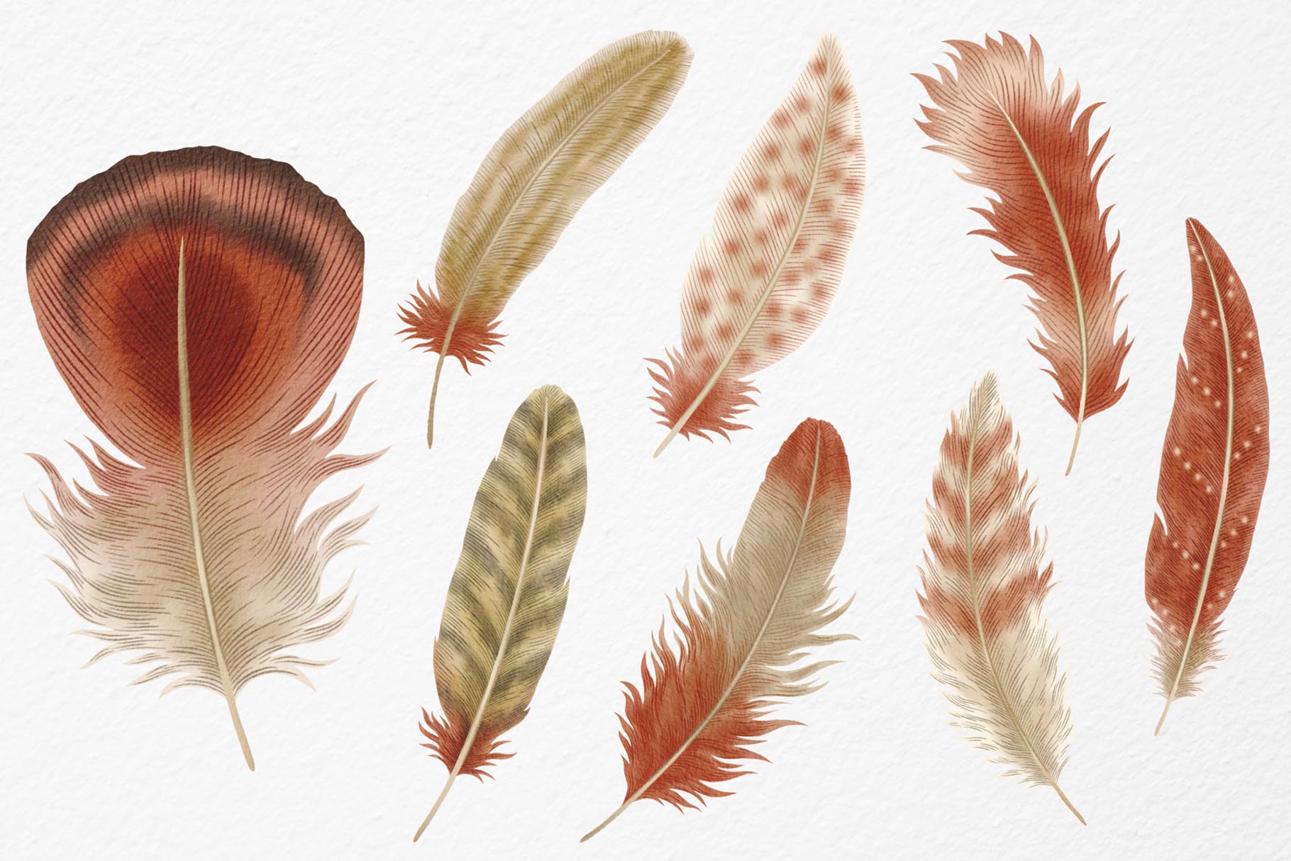Feathers Watercolor Clipart (PSD, PNG, PAT Format)