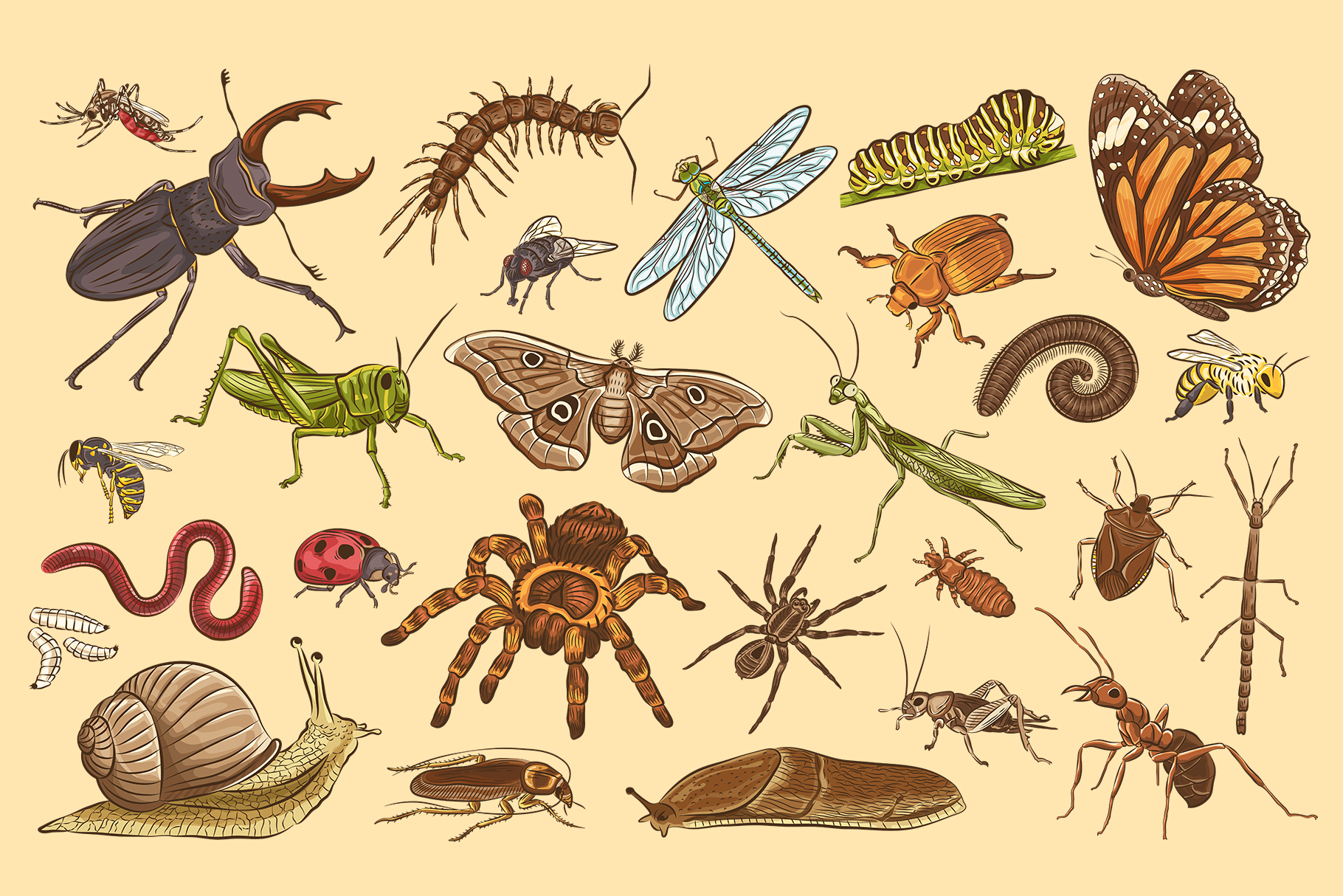 Insects Illustrations (EPS, PNG, AI Format)