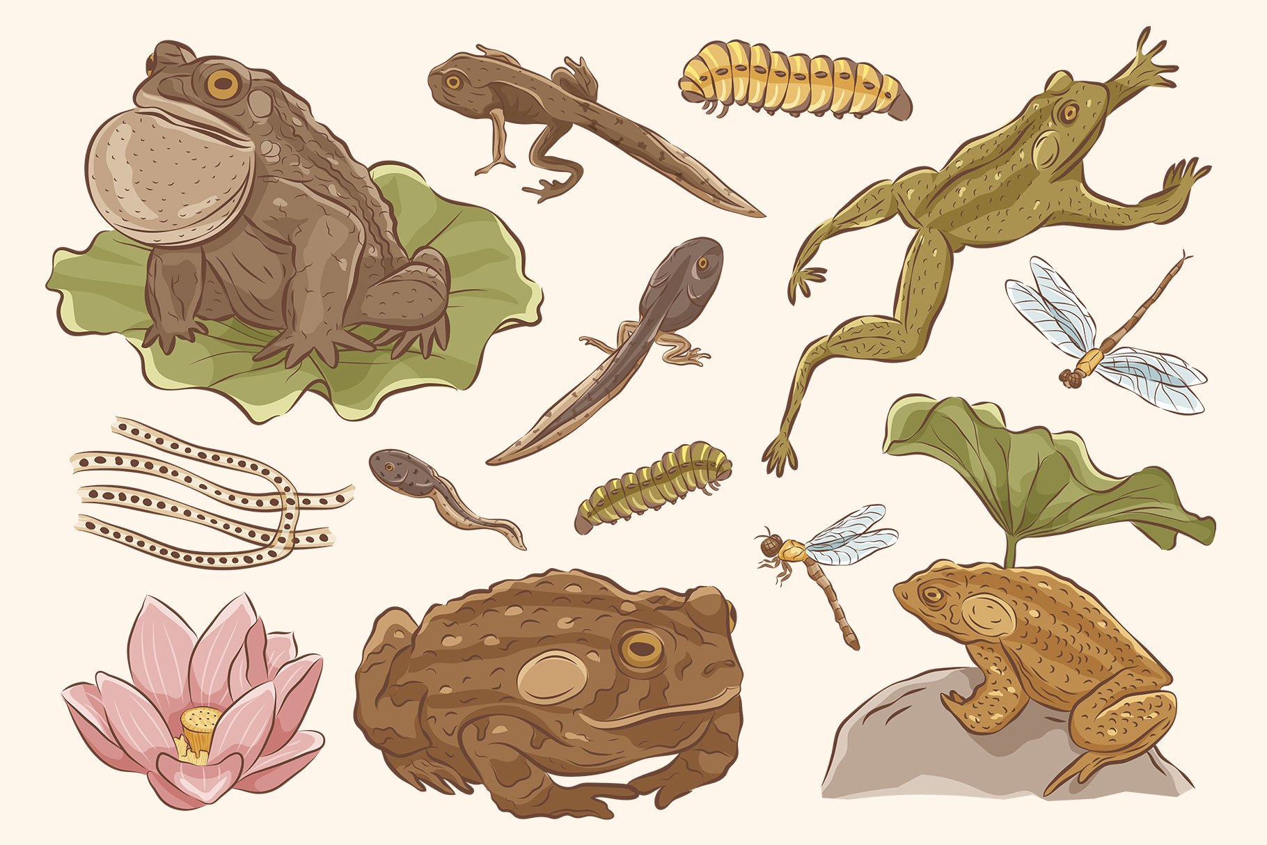 Toad Illustrations (AI, PNG Format)