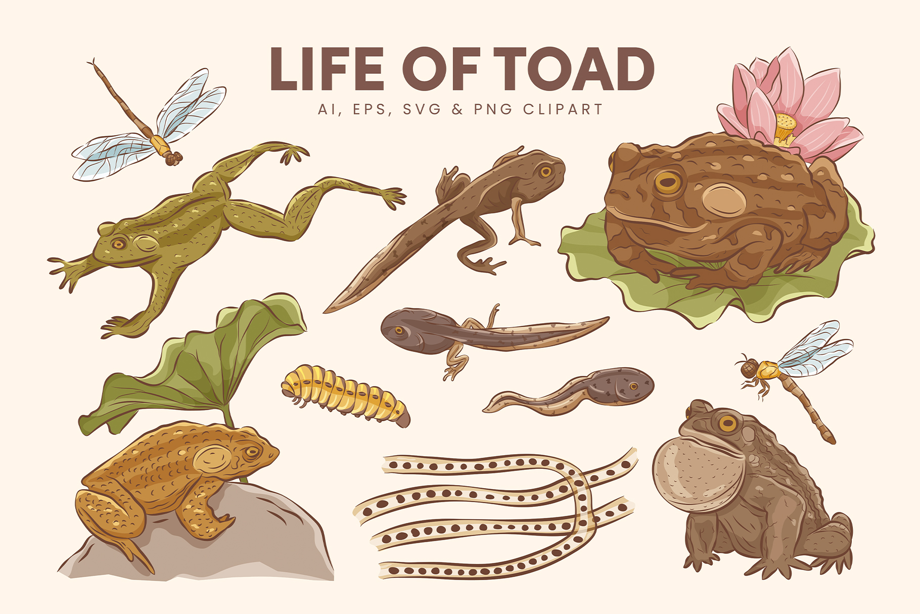 Toad Vector Illustrations